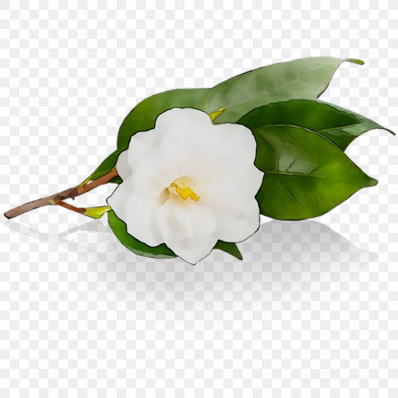 Camellia, PNG, 1008x1008px, Camellia, Alismatales, Artificial Flower, Arum, Arum Family Download Free