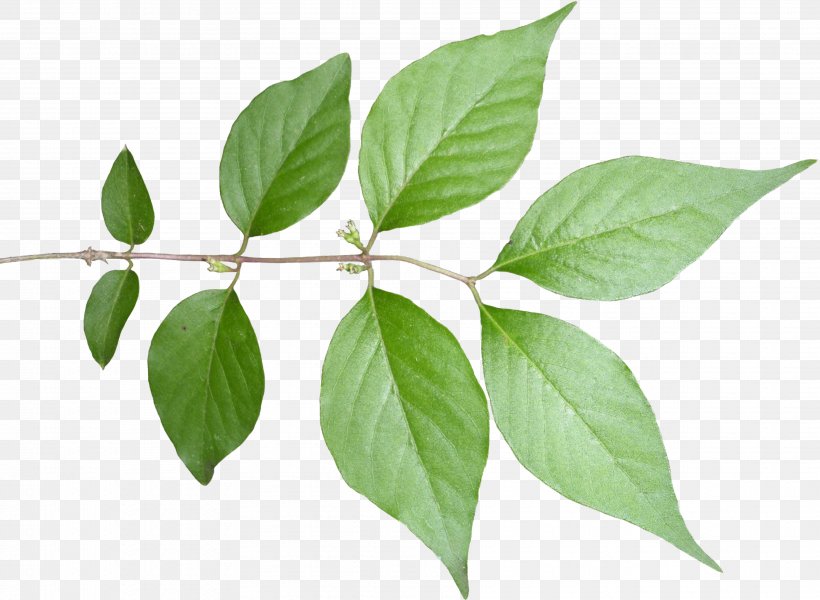 Fiddle-leaf Fig Plant Stem Tree, PNG, 3546x2595px, Fiddleleaf Fig, Branch, Color, Fig Trees, Leaf Download Free