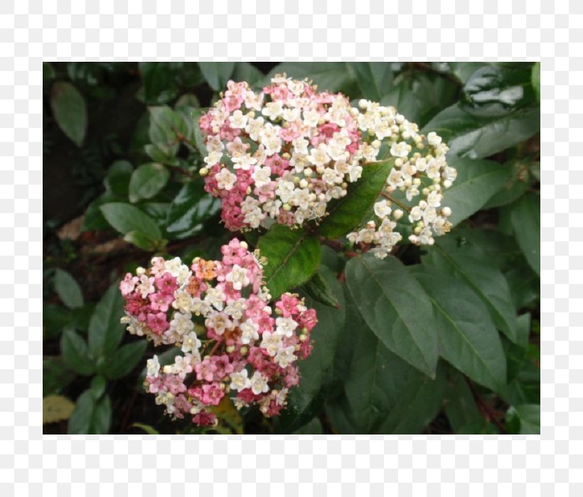 Hydrangea Serrata Viburnum Lentago Viburnum Tinus Shrub Hedge, PNG, 700x700px, Hydrangea Serrata, Annual Plant, Cornales, Embryophyta, Evergreen Download Free