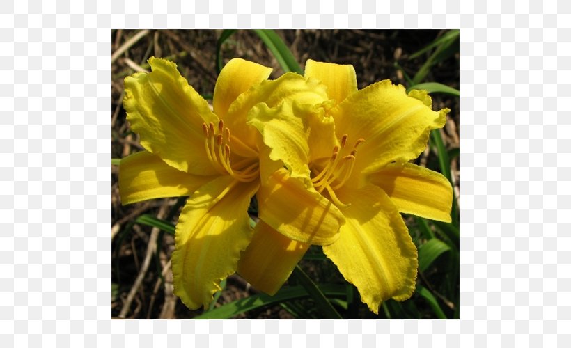 Terra Ceia Farms Large-flowered Evening-primrose Yellow Daylily Bulb Plant, PNG, 500x500px, Terra Ceia Farms, Bulb, Daylily, Evening Primrose, Farm Download Free
