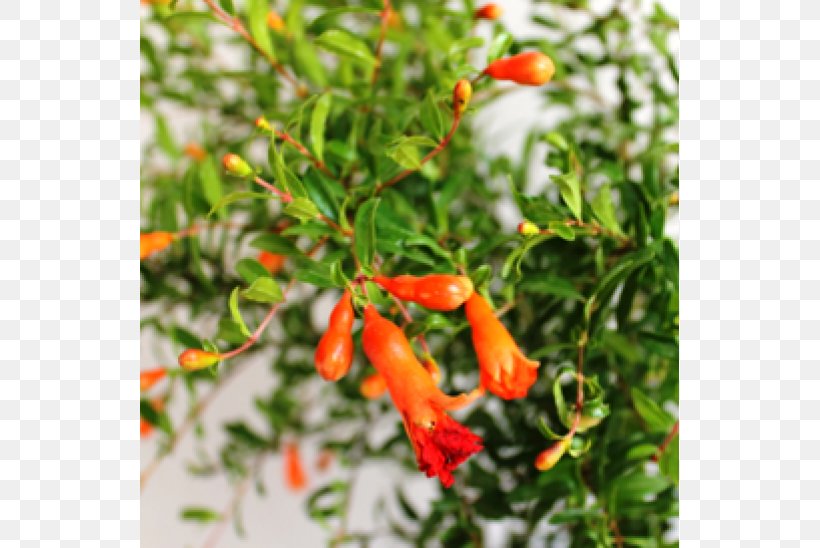 Bird's Eye Chili Pomegranate Fruit Ornamental Plant Tabasco Pepper, PNG, 600x548px, Bird S Eye Chili, Bell Peppers And Chili Peppers, Cayenne Pepper, Chili Pepper, Flora Download Free