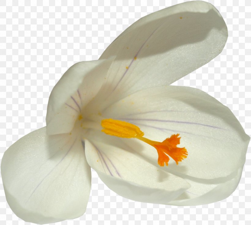 Flower Crocus Clip Art, PNG, 1709x1533px, Flower, Colchicum Autumnale, Crocus, Flowering Plant, Petal Download Free