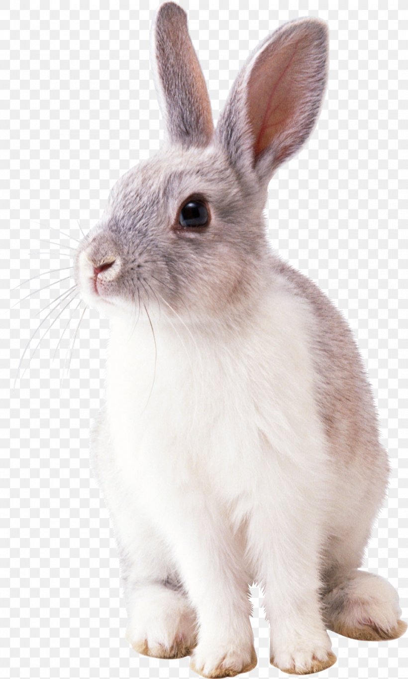 Hare Domestic Rabbit Easter Bunny, PNG, 962x1600px, Hare, Cottontail Rabbit, Domestic Rabbit, Easter Bunny, European Rabbit Download Free