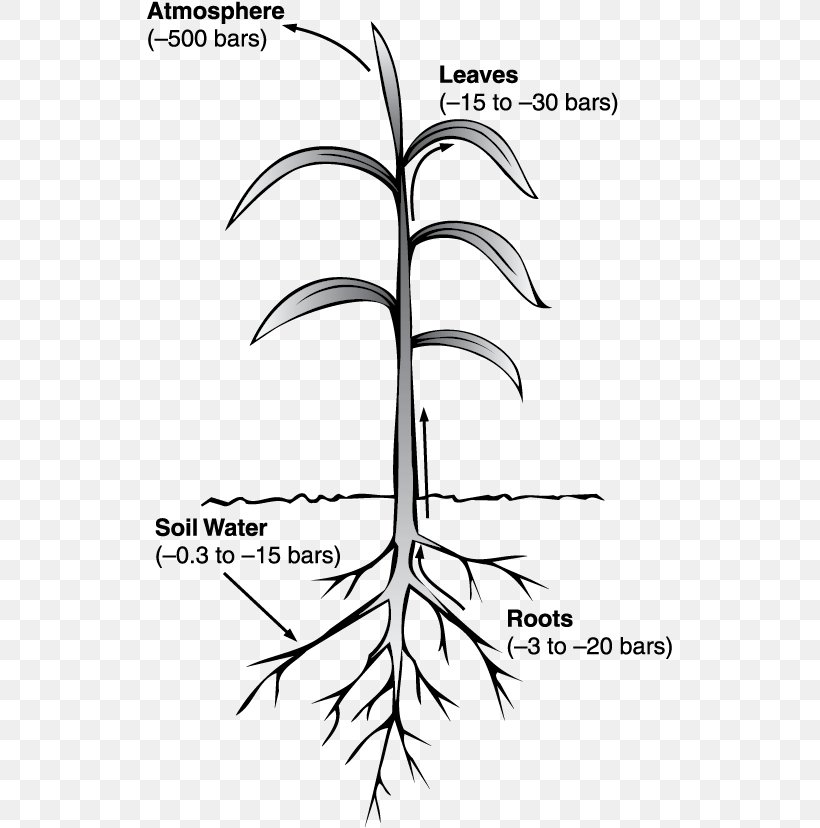 Water Potential Pressure Xylem, PNG, 527x828px, Water Potential, Area, Black And White, Branch, Coloring Book Download Free
