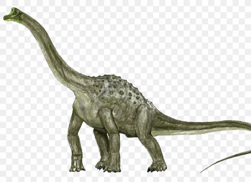 Argentinosaurus Sauroposeidon Brachiosaurus Apatosaurus Pelorosaurus, PNG, 900x656px, Argentinosaurus, Andesaurus, Animal, Animal Figure, Apatosaurus Download Free
