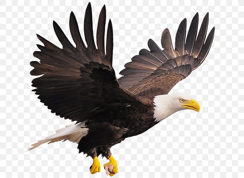 Bald Eagle Stock Photography Royalty-free, PNG, 651x600px, Bald Eagle, Accipitriformes, Alamy, Beak, Bird Download Free