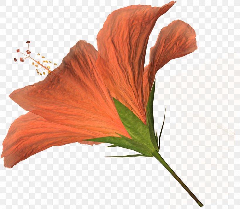 Flower Hibiscus Petal Clip Art, PNG, 1224x1066px, Flower, Collage, Email, Flowering Plant, Hibiscus Download Free