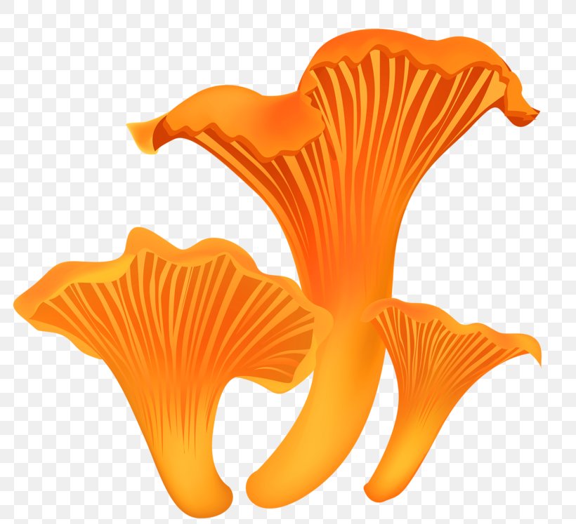 Mushroom Fungus Shiitake Pleurotus Eryngii, PNG, 800x747px, Mushroom, Bacteria, Cartoon, Flower, Food Download Free