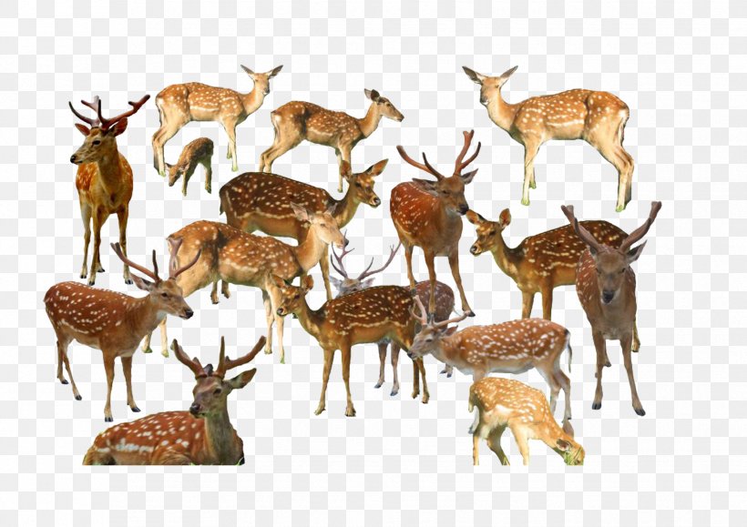 Reindeer U6c34u58a8u5199u610f Ink Wash Painting, PNG, 1754x1240px, Deer, Antler, Birdandflower Painting, Chinese Painting, Fauna Download Free
