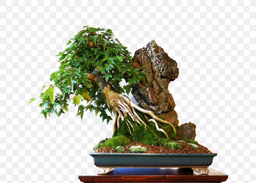 Torrelavega Bonsai Tree Sageretia Theezans Flowerpot, PNG, 1024x734px, Torrelavega, Bonsai, Cantabria, Flowerpot, Houseplant Download Free