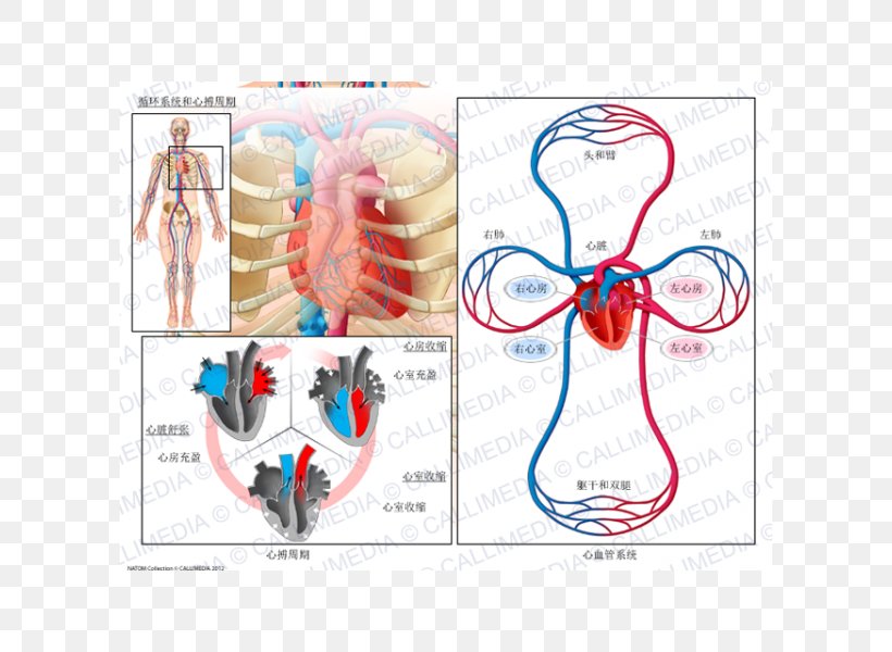 Circulatory System Cardiac Cycle Anatomy Biological System Physiology, PNG, 600x600px, Watercolor, Cartoon, Flower, Frame, Heart Download Free
