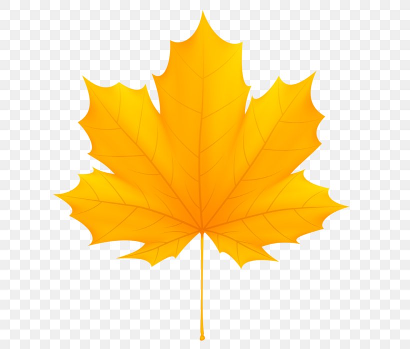 Clip Art Vector Graphics Image Illustration, PNG, 639x699px, Art, Autumn, Autumn Leaf Color, Leaf, Maple Leaf Download Free