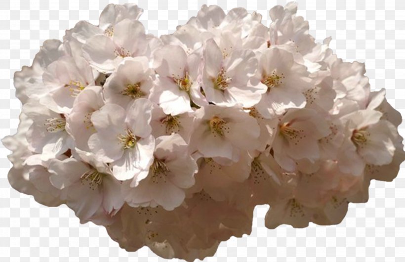 Flower Garden Clip Art, PNG, 3288x2129px, Flower, Blossom, Cerasus, Cherry Blossom, Computer Download Free