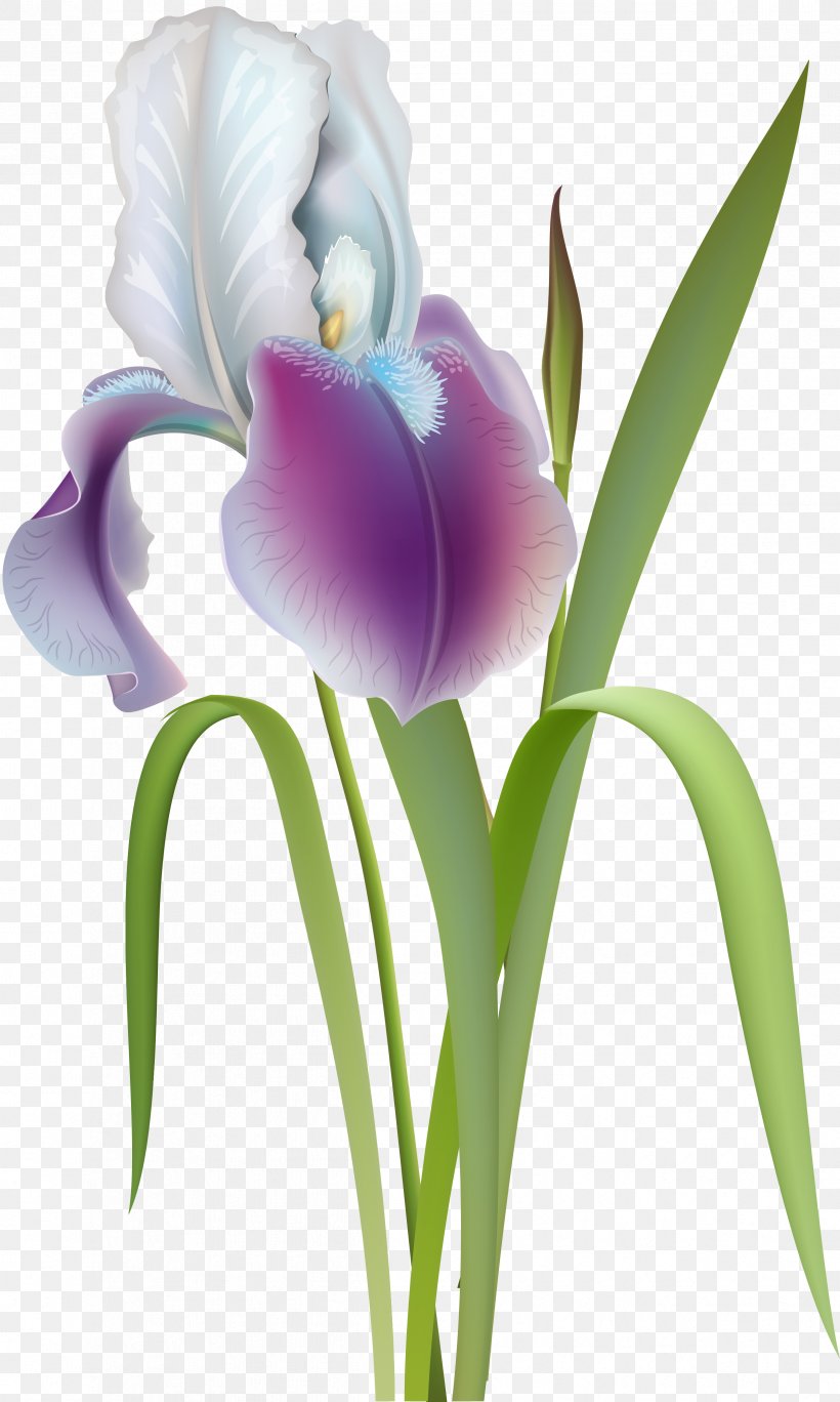 Flower Irises Clip Art, PNG, 2396x3999px, Flower, Cattleya, Cut Flowers, Digital Image, Drawing Download Free