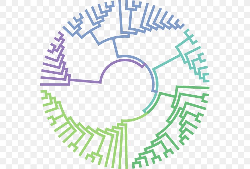 Molecular Evolution Phylogenetic Tree Molecular Biology Phylogenetics, PNG, 555x555px, Evolution, Area, Biology, Diagram, Evolutionary Algorithm Download Free