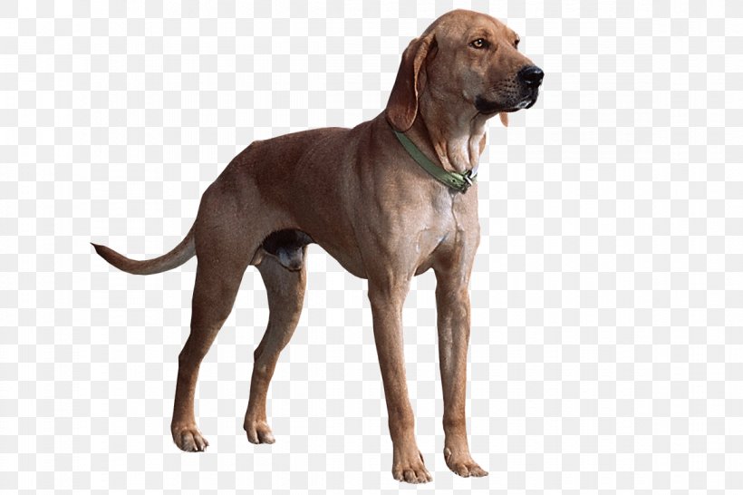 Plott Hound Redbone Coonhound Dog Breed Beagle Field Spaniel, PNG, 1170x780px, Plott Hound, American Kennel Club, Beagle, Breed, Brindle Download Free