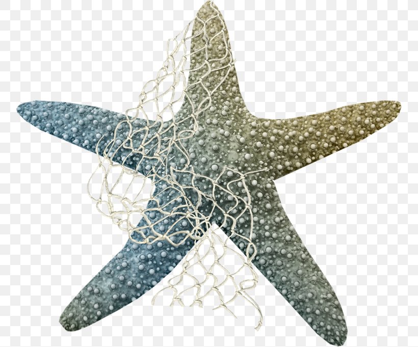 Starfish Sea Clip Art, PNG, 758x681px, Starfish, Animal, Bay, Echinoderm, Invertebrate Download Free