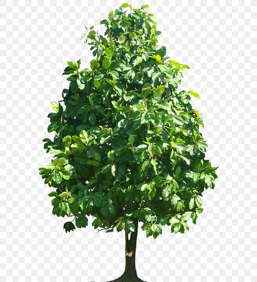 Tree Plant Clip Art, PNG, 580x900px, Tree, Branch, Bud, Cottonwood, Deciduous Download Free