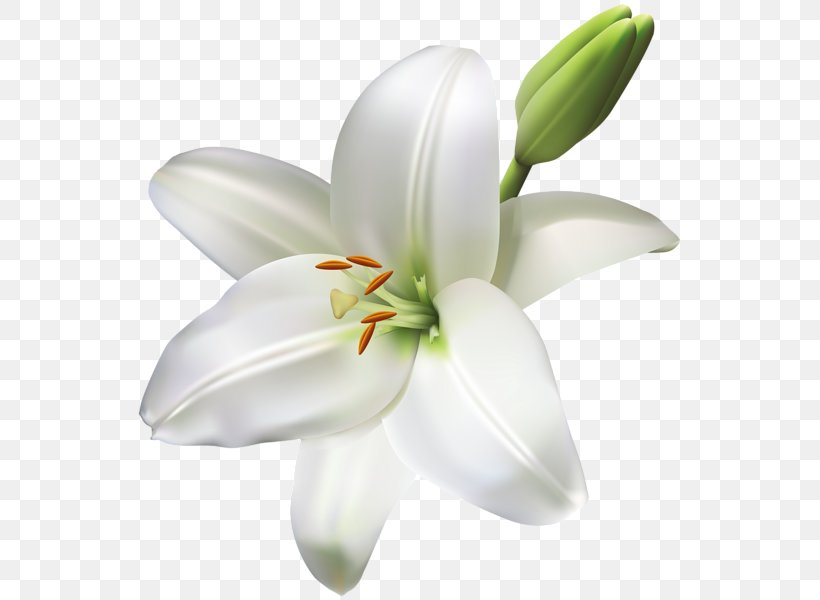 Arum-lily Easter Lily Tiger Lily Lilium Bulbiferum Lilium Candidum, PNG, 549x600px, Arumlily, Artificial Flower, Calla Lily, Color, Cut Flowers Download Free