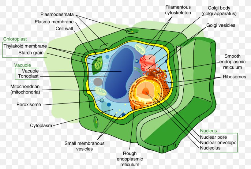 Plants Plant Cell Cell Wall Cell Nucleus, PNG, 1068x720px, Watercolor, Cartoon, Flower, Frame, Heart Download Free