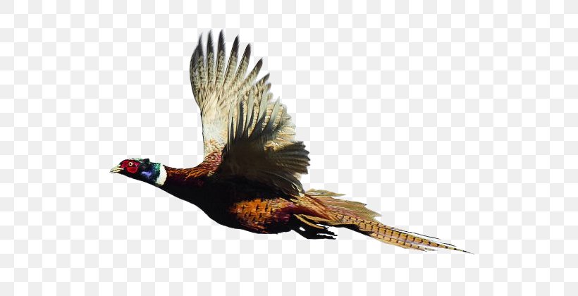 Ring-necked Pheasant Bird Quail Partridge, PNG, 630x420px, Pheasant, Animal, Asiatic Peafowl, Beak, Bird Download Free