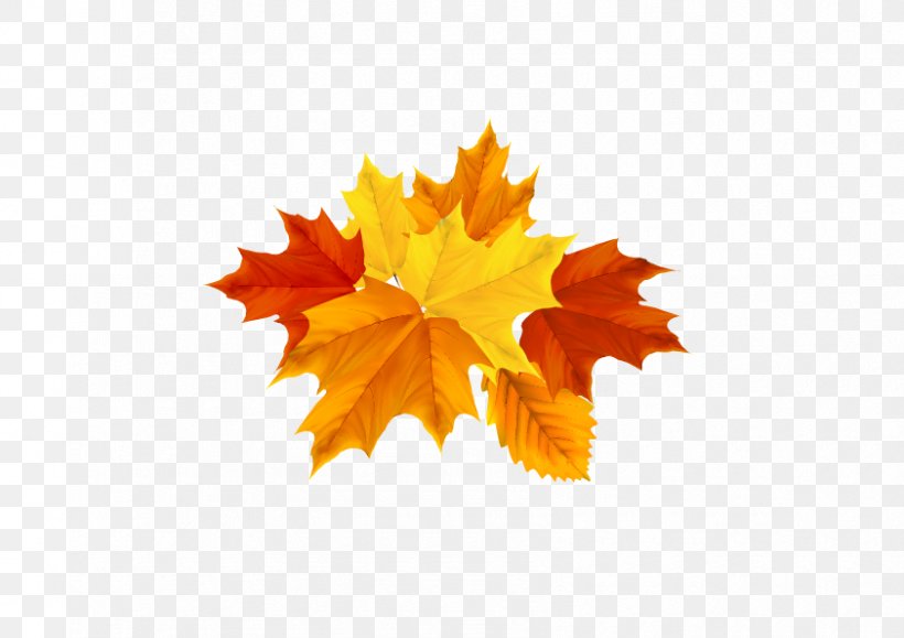 Autumn Leaf Color Maple Leaf, PNG, 842x595px, Autumn Leaf Color, Autumn, Graphic Arts, Leaf, Maple Download Free