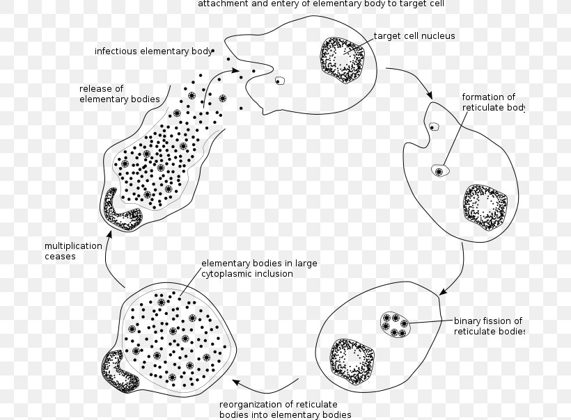 Chlamydia Trachomatis Chlamydiae Chlamydia Infection Intracellular Parasite, PNG, 689x604px, Chlamydia Infection, Area, Auto Part, Bacteria, Black And White Download Free