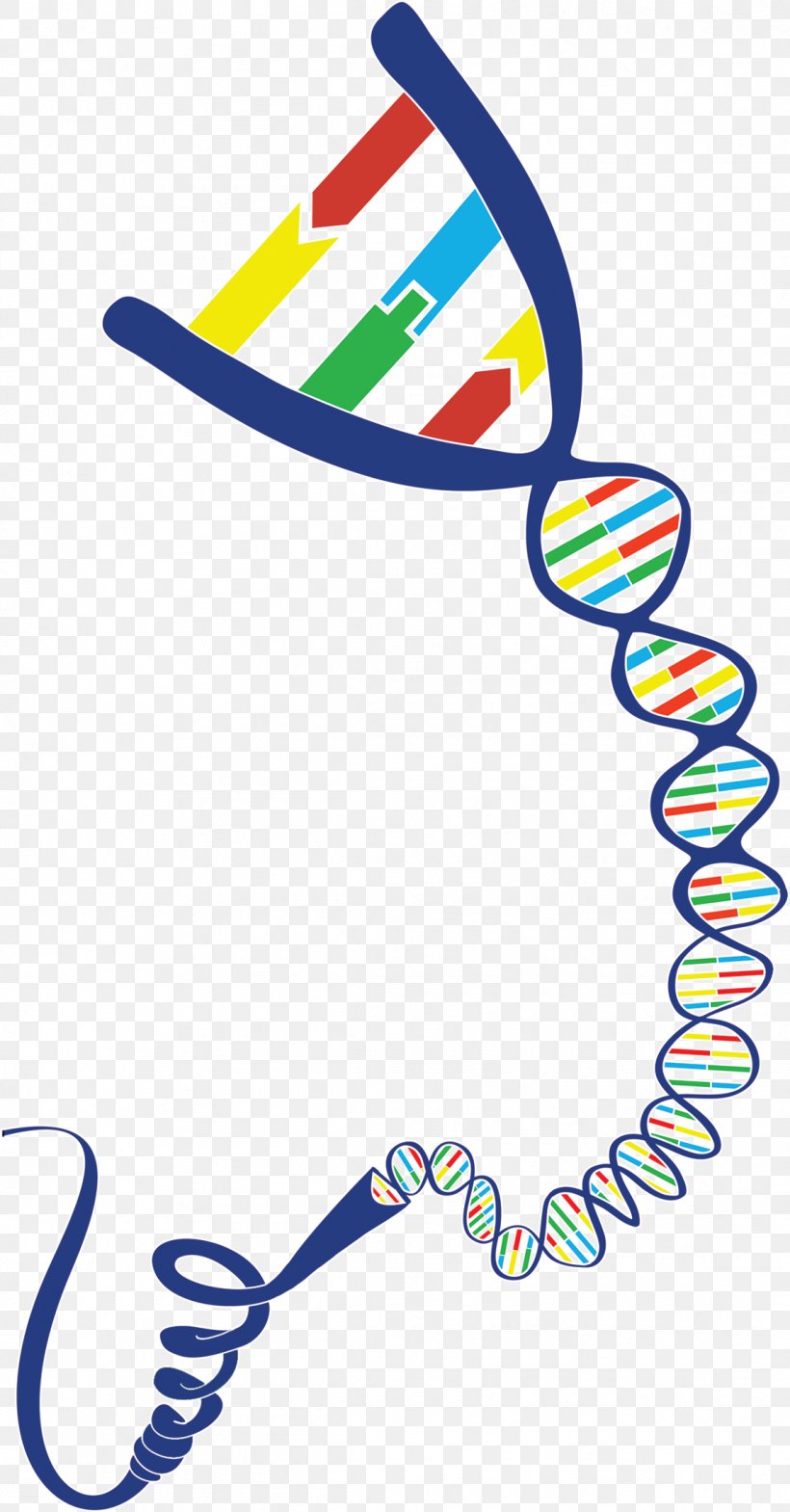 DNA Geneious Gene-Ius Clip Art, PNG, 1145x2192px, Dna, Alexa Fluor, Area, Artwork, Com Download Free