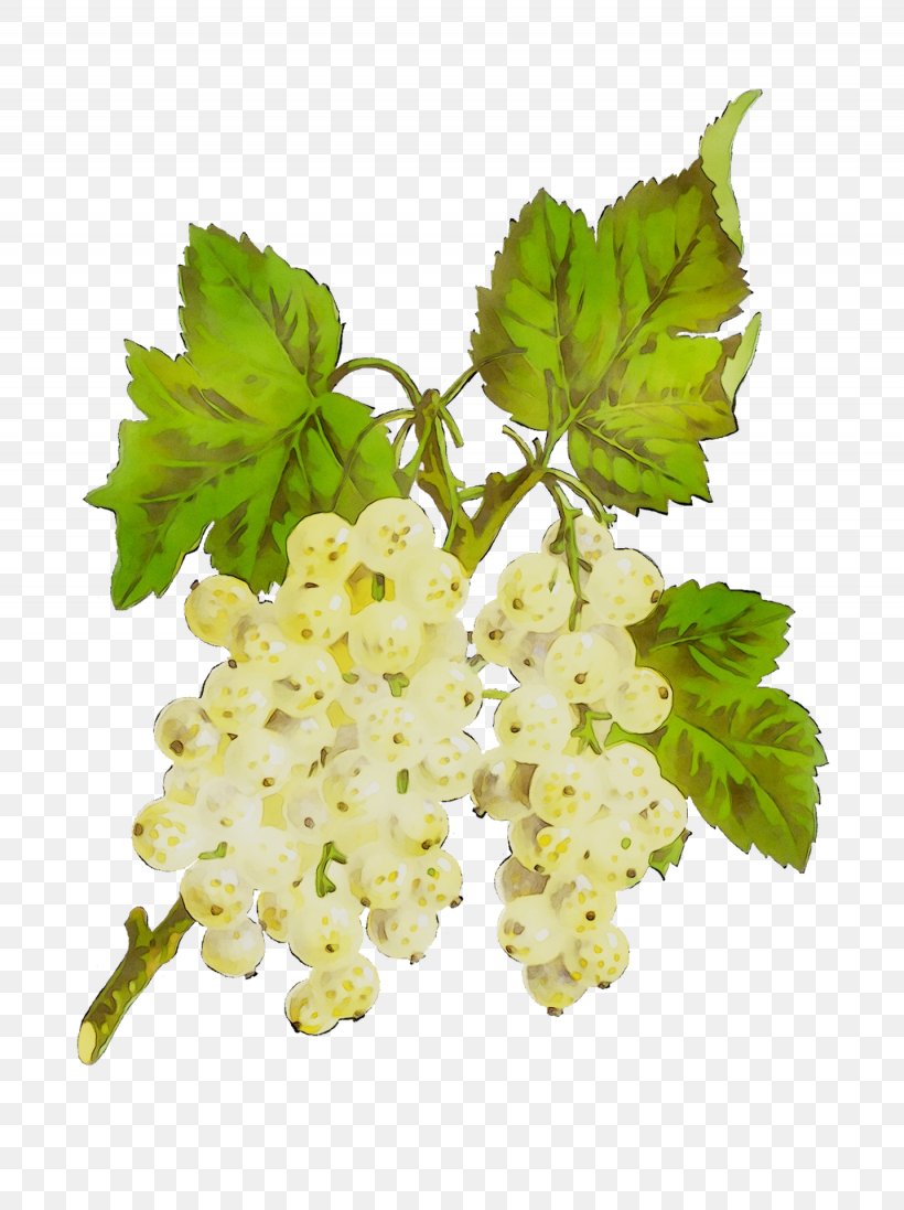 Gooseberry Grape Leaves, PNG, 1435x1920px, Gooseberry, Branch, Currant, Flower, Flowering Plant Download Free