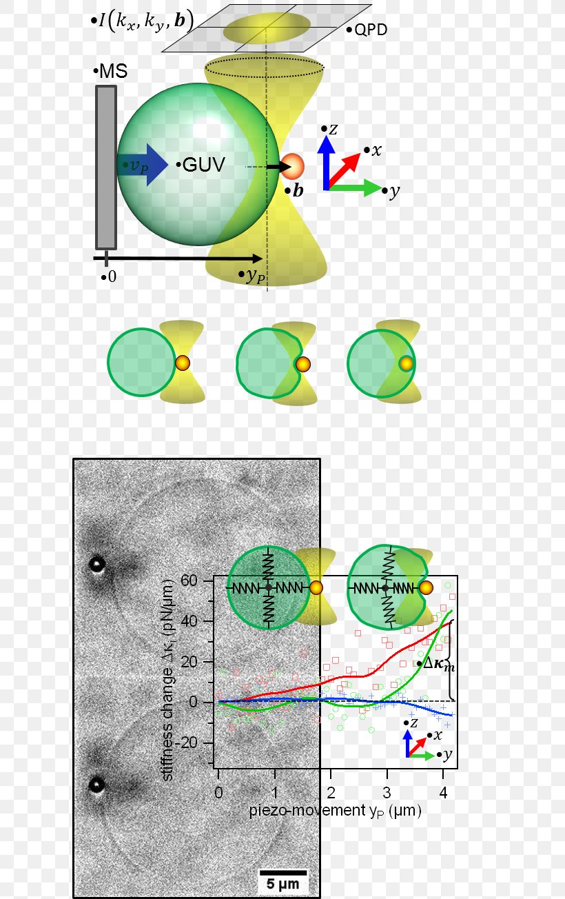 IMTEK Product Phagocytosis Cell Water, PNG, 609x1304px, Phagocytosis, Area, Cell, Diagram, Material Download Free