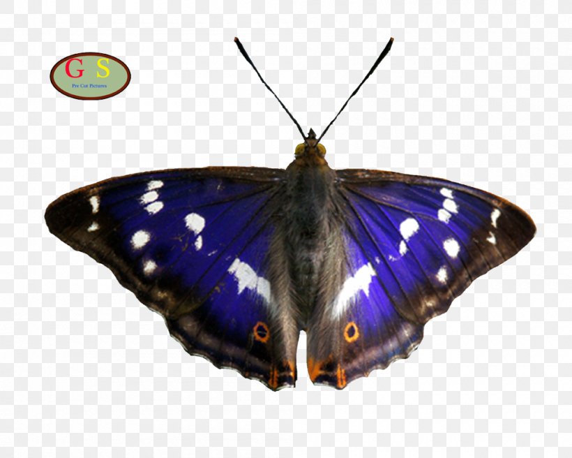 Nymphalidae Apatura Iris Butterflies And Moths Eye, PNG, 1000x800px, Nymphalidae, Apatura Iris, Arthropod, Brush Footed Butterfly, Butterflies And Moths Download Free