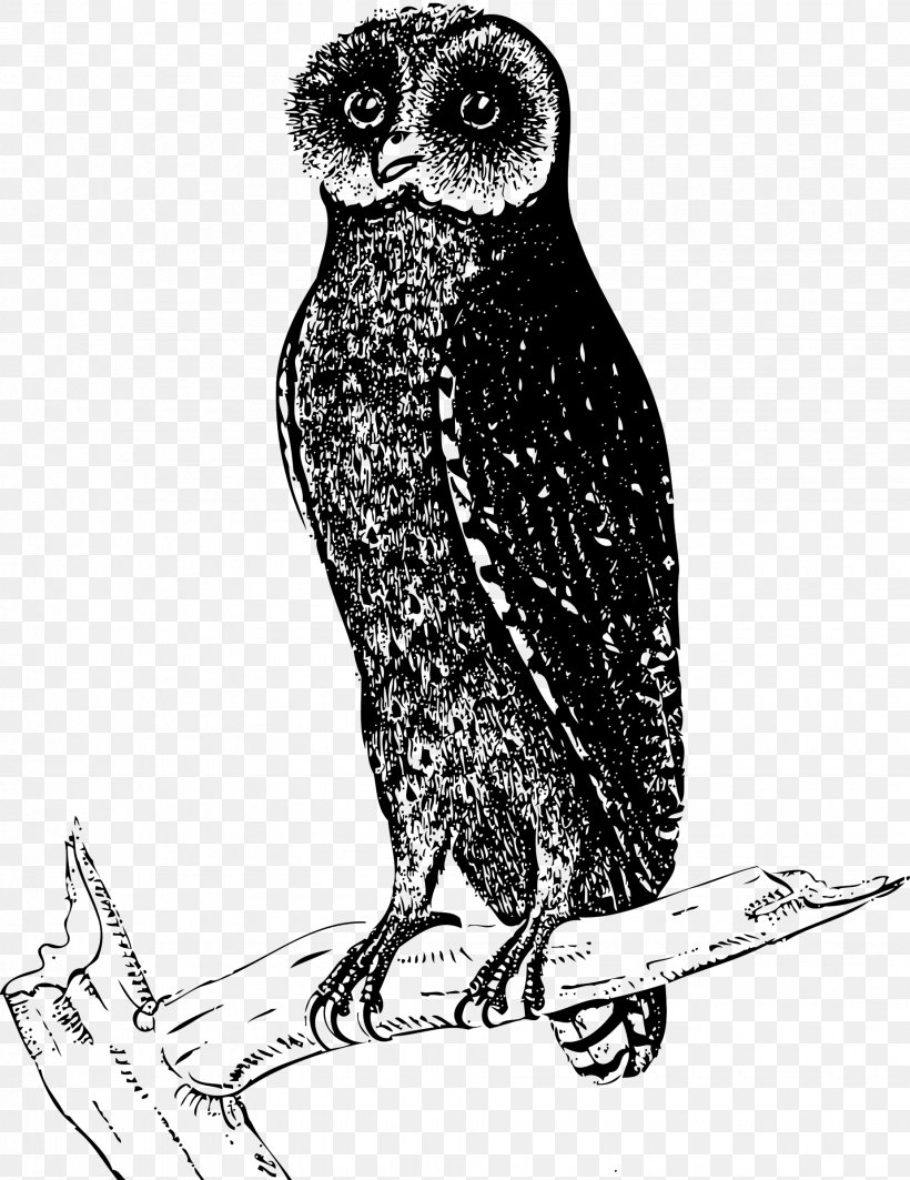 Owl Bird Drawing Clip Art, PNG, 1850x2400px, Owl, Art, Beak, Bird, Bird Of Prey Download Free