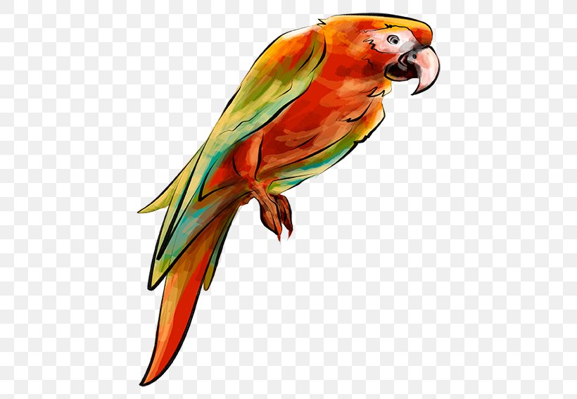 Parrot Bird Parakeet, PNG, 510x567px, Parrot, Animal, Beak, Bird, Common Pet Parakeet Download Free