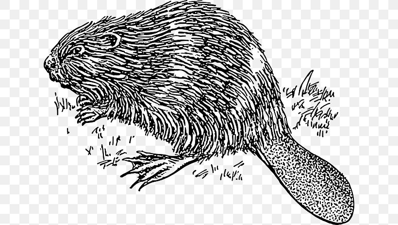 Platypus Clip Art Openclipart Vertebrate Drawing, PNG, 640x463px, Platypus, American Beaver, Animal, Beaver, Black And White Download Free