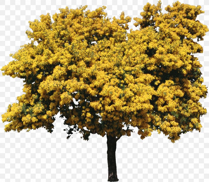 Sycamore Maple Acer Griseum Acer Glabrum Tree Shrub, PNG, 1448x1260px, Sycamore Maple, Acacia, Acacia Longifolia, Acacia Pycnantha, Acer Glabrum Download Free