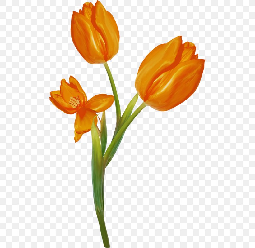 Tulip Still Life Photography Cut Flowers Plant Stem, PNG, 503x800px, Tulip, Bud, Cut Flowers, Flower, Flowering Plant Download Free