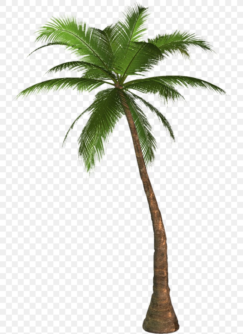 Arecaceae Desktop Wallpaper Tree Clip Art, PNG, 750x1125px, Arecaceae, Arecales, Attalea Speciosa, Borassus Flabellifer, Coconut Download Free