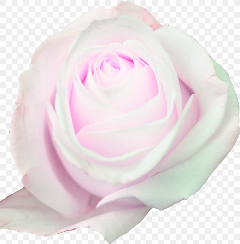 Garden Roses Cabbage Rose Floribunda Cut Flowers, PNG, 1573x1600px, Garden Roses, Artificial Flower, Cabbage Rose, Closeup, Cut Flowers Download Free