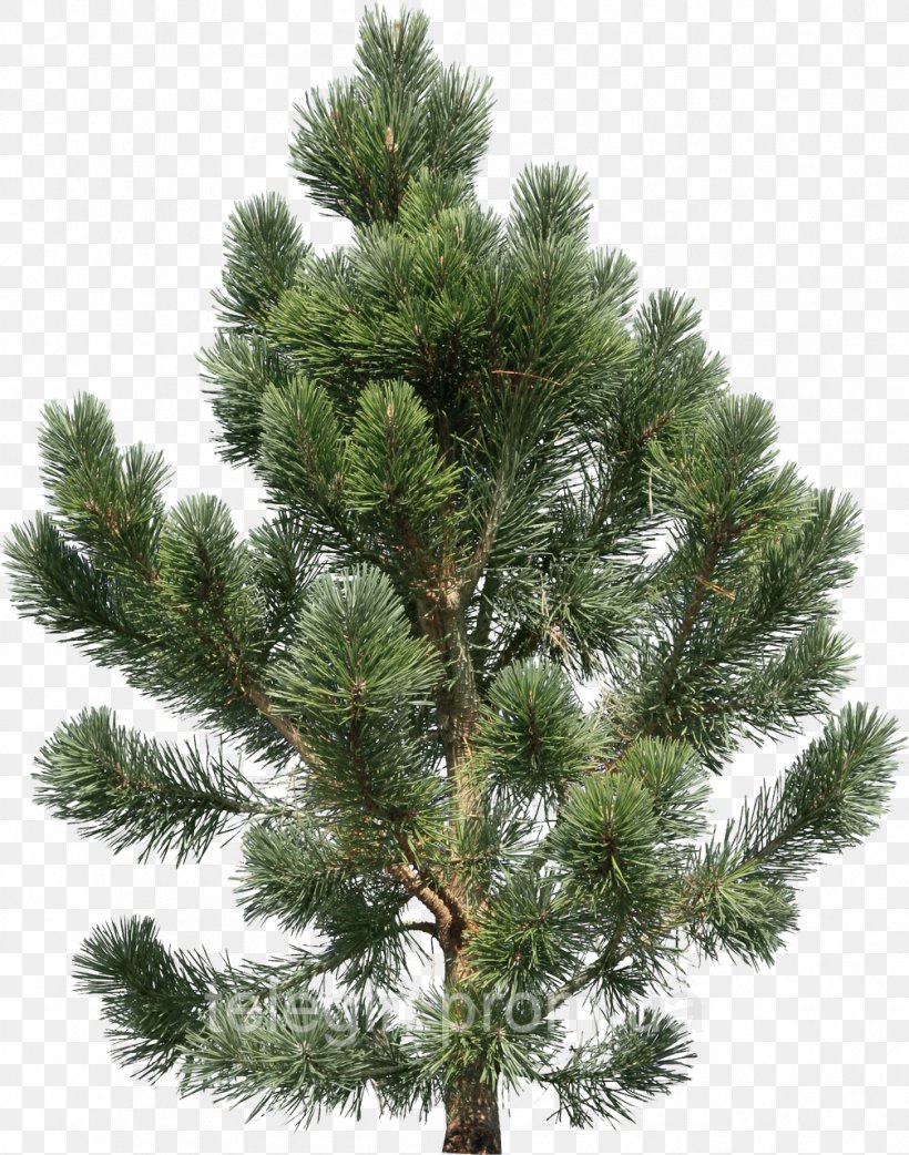 Pine Fir Tree Clip Art, PNG, 1007x1280px, Pine, Arecaceae, Biome, Branch, Christmas Tree Download Free