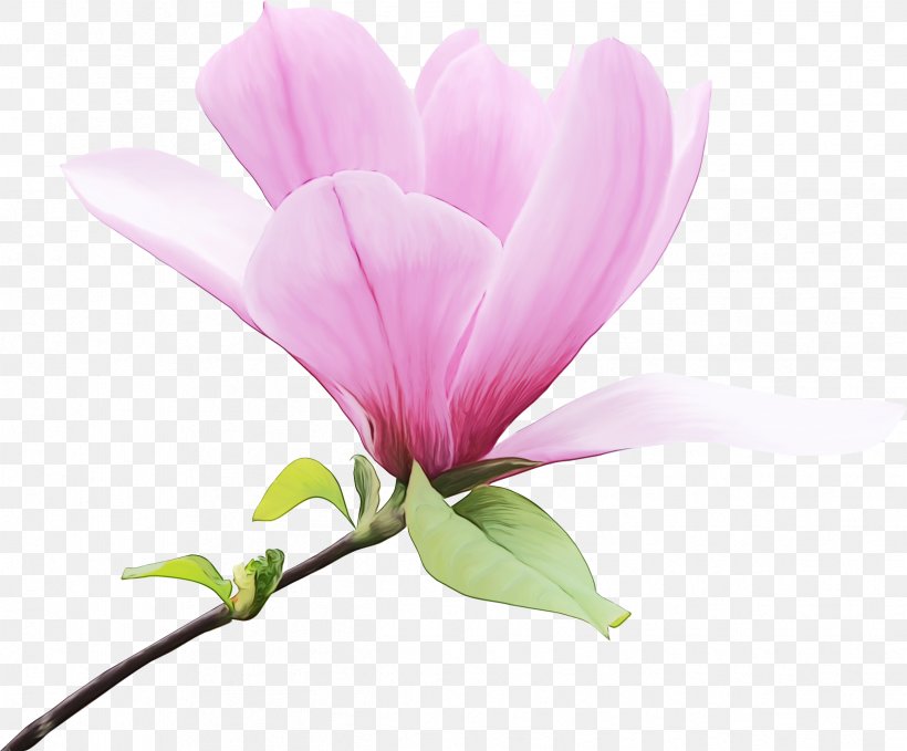 Pink Flower Cartoon, PNG, 2427x2010px, Magnolia, Flower, Magnolia Family, Magnolia Liliiflora, Pedicel Download Free