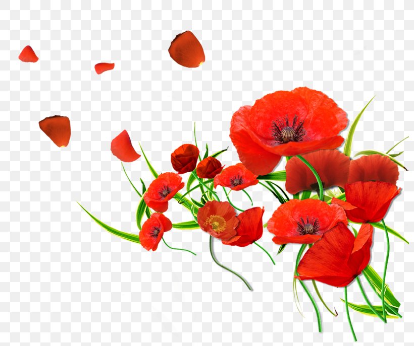 Remembrance Poppy Flower Common Poppy, PNG, 800x687px, Poppy, Annual Plant, Color, Common Poppy, Computer Download Free