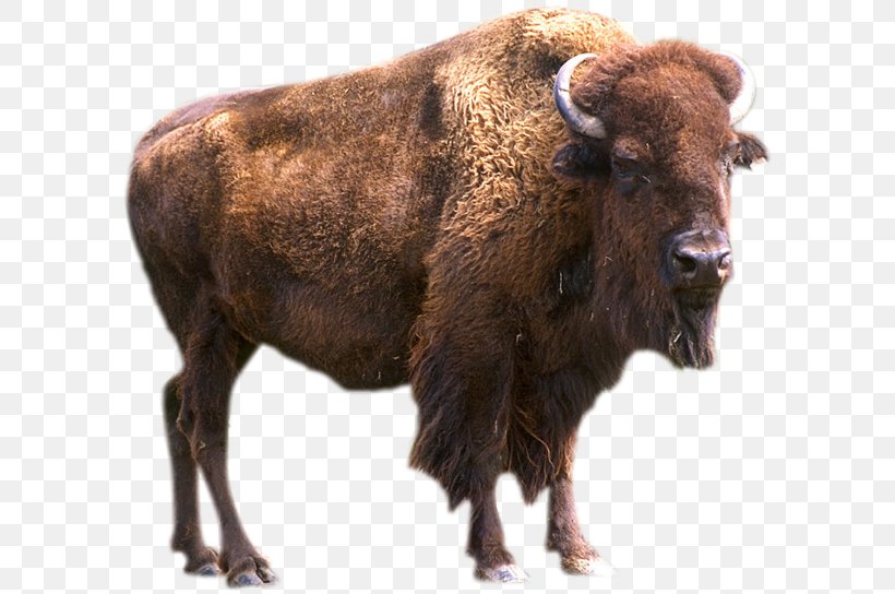 Bear Animal Pronghorn Elk Yellowstone Park Bison Herd, PNG, 600x544px, Bear, American Bison, Animal, Bison, Bull Download Free