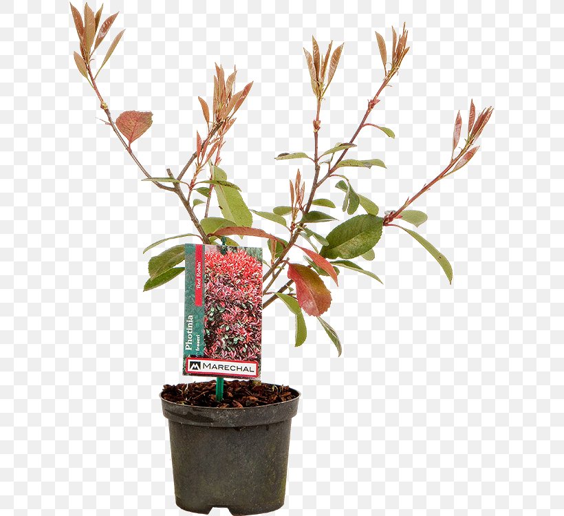 Flowerpot Red Tip Photinia Shrub Houseplant Garden Centre, PNG, 617x750px, Flowerpot, Branch, Centimeter, Evergreen, Flower Download Free