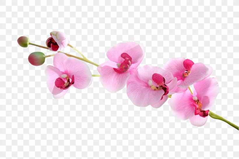 Moth Orchids, PNG, 5760x3840px, Moth Orchids, Blossom, Branch, Bud, Chemical Element Download Free