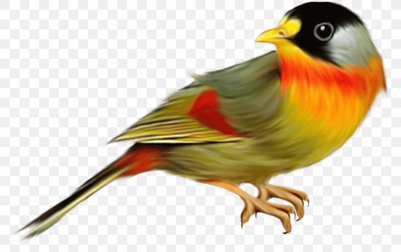 Robin Bird, PNG, 836x526px, Finches, American Goldfinch, Atlantic Canary, Beak, Bird Download Free