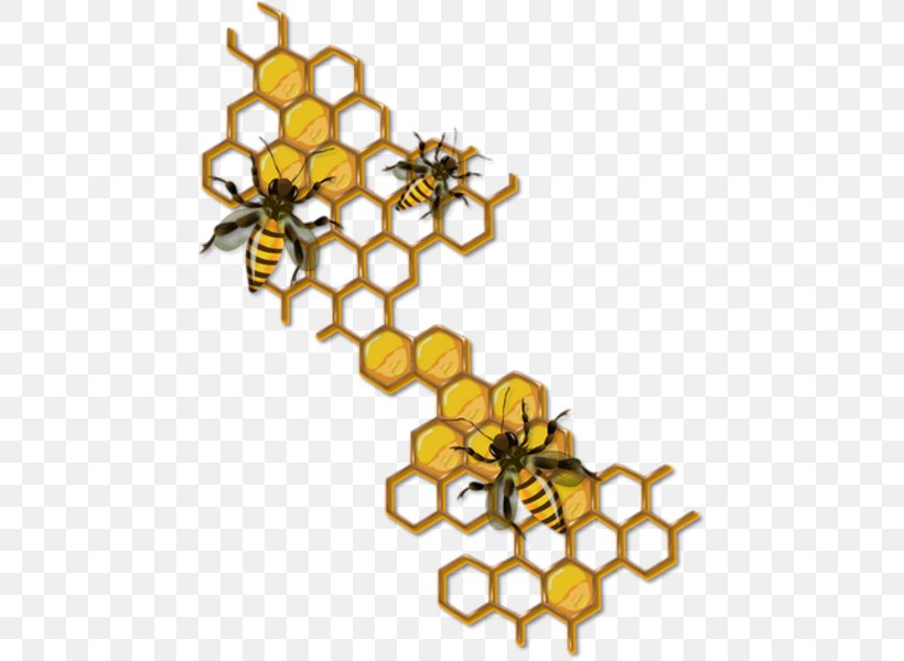 Honey Bee Drawing Honeycomb Insect, PNG, 460x600px, Bee, Beehive, Beekeeping, Body Jewelry, Branch Download Free