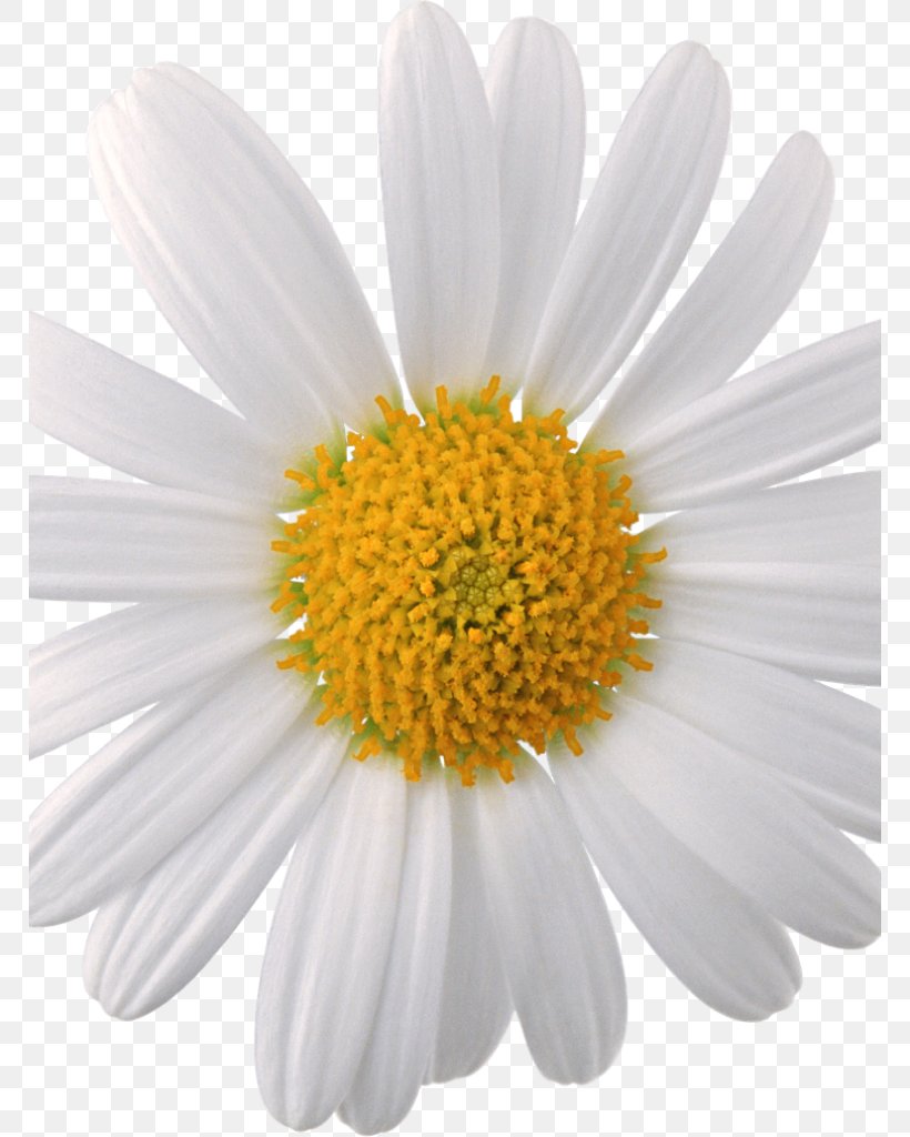 Oxeye Daisy Chamomile Common Daisy Daisy Family, PNG, 768x1024px, Oxeye Daisy, Argyranthemum, Aster, Chamaemelum Nobile, Chamomile Download Free