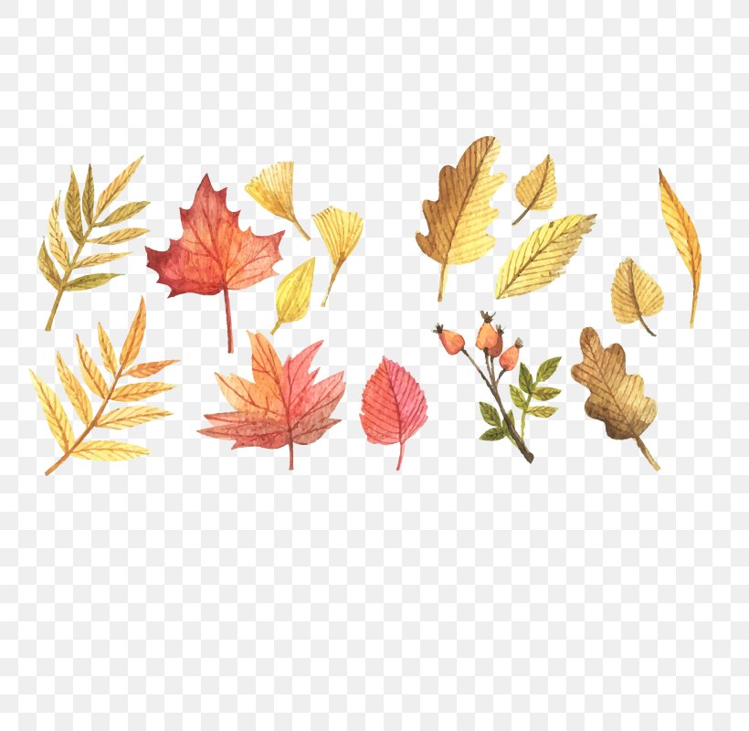 Autumn Leaf Color Clip Art, PNG, 800x800px, Scalable Vector Graphics, Autocad Dxf, Autumn, Autumn Leaf Color, Branch Download Free