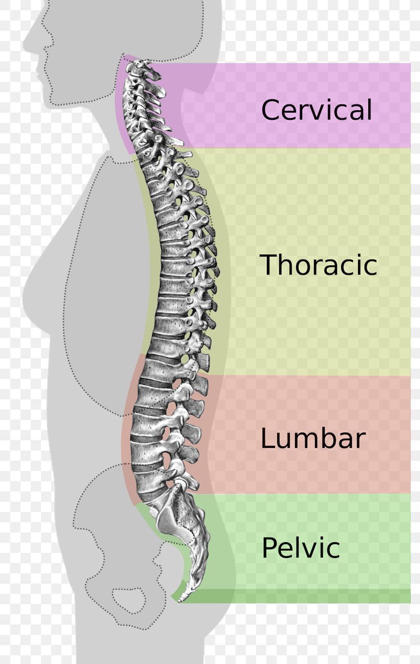 Vertebral Column Pelvis Lumbar Scoliosis Neutral Spine, PNG, 785x1297px, Watercolor, Cartoon, Flower, Frame, Heart Download Free