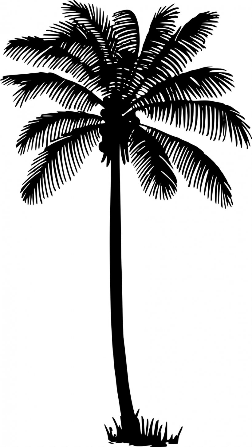 Coconut Drawing Arecaceae Tree, PNG, 901x1600px, Coconut, Arecaceae, Arecales, Art, Black And White Download Free